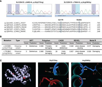 Immune Alterations in a Patient With Hyperornithinemia-Hyperammonemia-Homocitrullinuria Syndrome: A Case Report